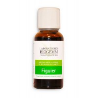 FIGUIER, Macérât-mère
